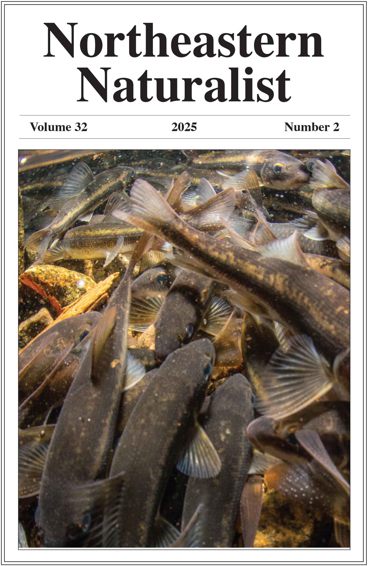 NENA front cover issue 32/2
